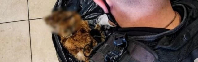 Koža pronađena u zamrzivaču: Zastrašujuće otkriće policajaca!