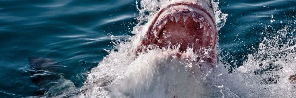 Životinje sa najsnažnijim ugrizom na planeti