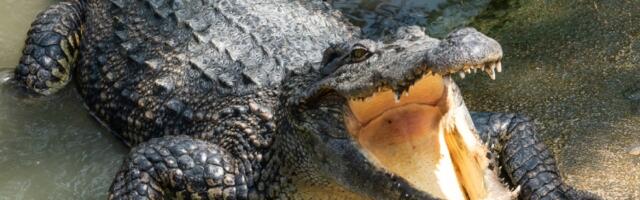 Kako su krokodili uspeli da nadžive dinosauruse