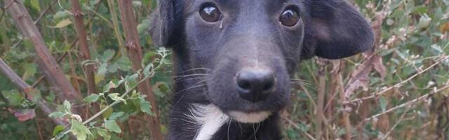 Udomi, ne kupuj: Mala Zora je za nepuna dva meseca preživela pakao i zaslužuje samo ljubav