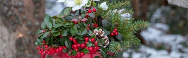 Posadite ovo cveće pre Svetog Jovana i vaša terasa će biti raj boja pre proleća!