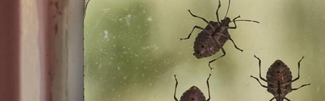 Smrdibube eliminiše u trenu: Ovo je najefikasniji način da vam nikada više ne uđu u dom