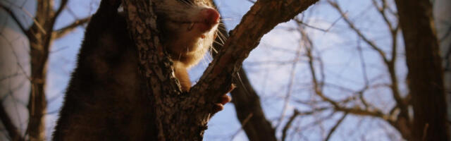 Iznenađujuće otkriće: Pronađene životinje za koje se verovalo da su davno izumrle