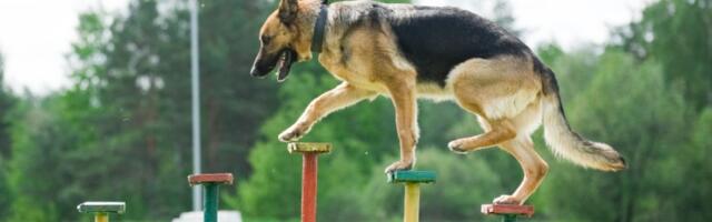 Najpametnije vrste pasa prema psiholozima