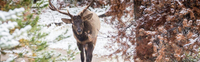 Управа за шуме: корисници ловишта да обезбеде храну за дивљач