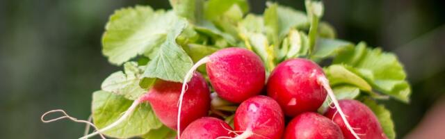 Rotkvice vam uvek uvenu za dva dana? Jedan potez pre frižidera pravi ogromnu razliku