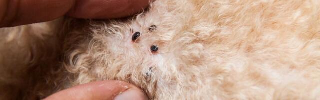 Na krznu ljubimca su tačkice nalik mlevenom biberu: Momentalno uradite TEST sa MOKROM MARAMICOM!