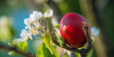 Pravila uskršnjeg posta: Sedam nedelja imaju nazive