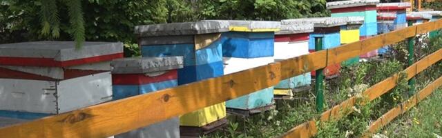 U požeškoj opštini ima 13 hiljada košnica,zima nanela mnogo gubitaka