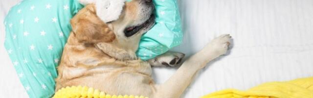 Pas šokirao TikTok: Naređuje gostima kad je vreme za spavanje - u devet u krevet (VIDEO)