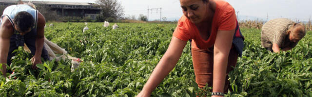 Министарство пољопривреде: Почиње пријава за субвенције, обновите налоге на време