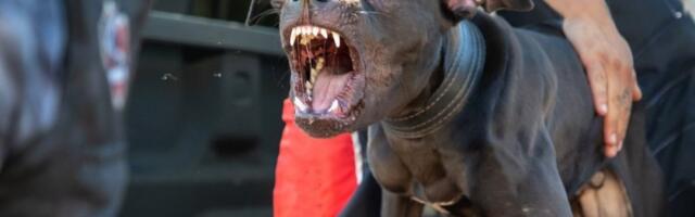 Ovo su najčešći razlozi zbog kojih pas ugrize vlasnika: Signali za uzbunu koji mnogi ne primete na vreme