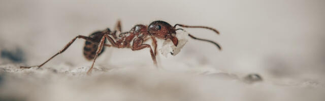 Колонија мрава одговорна за неколико саобраћајних незгода у Немачкој