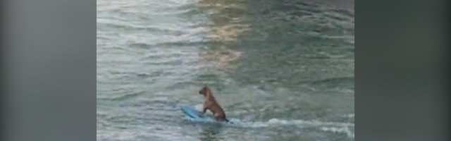Pas surfuje iza čamca: Ljudi ne veruju (VIDEO)