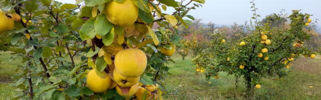 TOKOM DANA SUNČANO, UVEČE NAOBLAČENJE