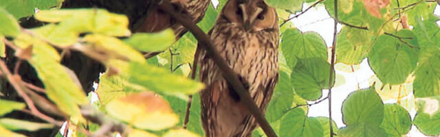 Сове ушаре привукле стране дипломате