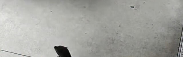 Beba foka ušla u pab, a onda kreće cirkus: Od ranije je poznata “organima reda” (VIDEO)