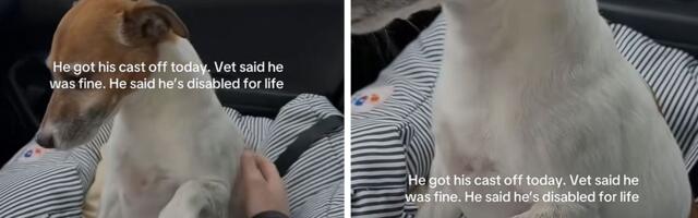 Džek Rasel ozbiljan kandidat za Oskara: Veterinar mu skinuo gips, on i dalje glumi povredu