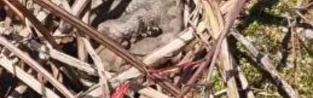 RADOVAN SE ŠETAO SA SINOM PA UMALO UGAZIO U ZMIJSKO GNEZDO! Ovo je najotrovnija vrsta, ODMAH napadaju ljude ako...