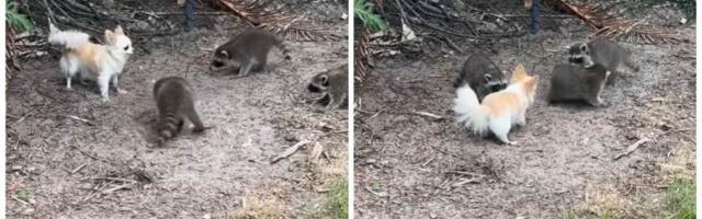 „Ovo očekujem da vidim u raju“: Neočekivani gosti posetili čivavu u bašti, prizor će vam istopiti srce (VIDEO)