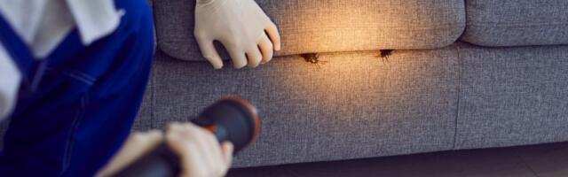 Bube nestaju za 24 sata: Ova biljka ispod 50 dinara provereno ih eliminiše