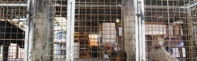 Prijava protiv odgovornih u Upravi za veterinu: „Sumnjamo na krađu skoro 14 miliona evra iz budžeta dok se napuštene životinje bore za život“