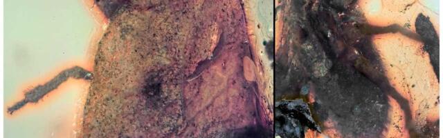 Vrlo neobično: Stenica sa kleštima pronađena u drevnom ćilibaru