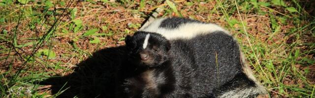 Besnilo preneto transplantacijom organa nakon što je tvor ogrebao donora