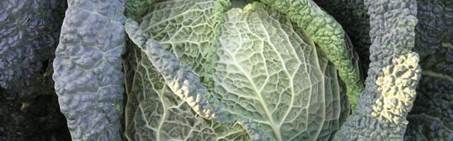 Namirnice sa kojima bi trebalo da budete oprezni ukoliko pijete lekove