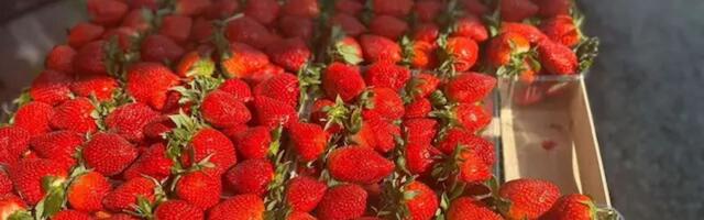 Koliko dinara za 600 grama jagoda? Ovo su cene na zelenoj pijaci u srpskom gradu