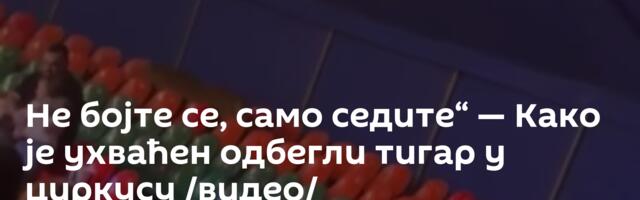 Не бојте се, само седите“ — Како је ухваћен одбегли тигар у циркусу /видео/