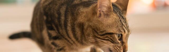 Većina vlasnika ne zna: Ovo je čest razlog zašto mačke izbegavaju da piju vodu