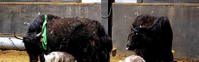 Broj kloniranih jakova će povećati na više od 100: Neobičan plan Kine za naredne dve godine