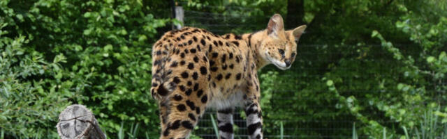 CEO GRAD U NEMAČKOJ JURI SERVALA! Pobegao im iz zoo vrta!