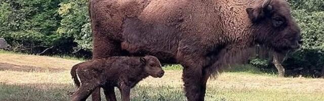 FOTO Lepe vesti sa Fruške gore: Nova beba u stadu evropskih bizona