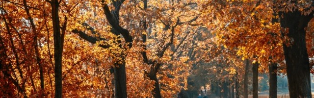 Blagodati šetnje: Dovode mozak u stanje slično meditaciji