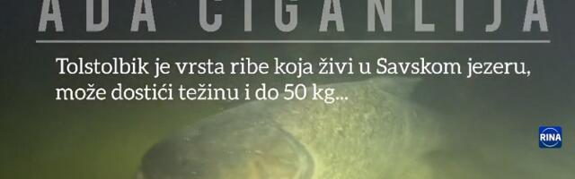 Čačanski ronici usnimili kapitalni primerak ribe tolstolobik, dugačak preko jednog metra i težak oko 50 kilograma