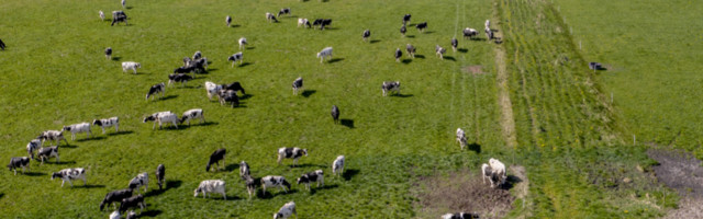 Dečak iz Banatske Topole je dve godine skupljao pare, i tajno ga kupio, roditelji su pristali da ostane tek kada je dao obećanje!