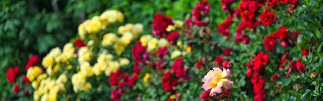 SPAS za vaše RUŽE se nalazi u frižideru: Moćna namirnica zbog koje će biti bujne i zdrave