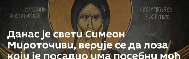 Данас је свети Симеон Мироточиви, верује се да лоза коју је посадио има посебну моћ