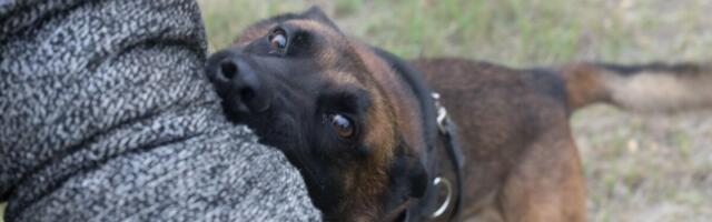 STRAVA I UŽAS U BEOGRADU: Žena se bori za život nakon napada 2 psa, zadobila jezive povrede, dvorište puno krvi!