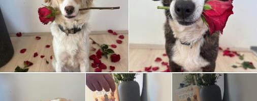 "POKLONITE NEŠTO ŠTO NE VENE, POKLONITE DOM, POKLONITE ŽIVOT..." Ova čestitka za Osmi mart ganuće vas do suza (FOTO)