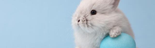 Praznična dekoracija kao skrivena opasnost za ljubimce: Kako neprimetni detalji mogu ugroziti njihovo zdravlje