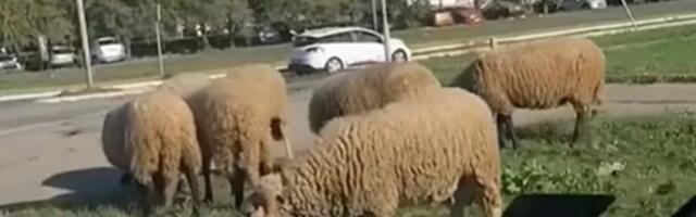 Stado ovaca pase na Novom Beogradu (VIDEO)