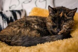 Мачка за коју је процењено да има 120 година добила Гинисово признање