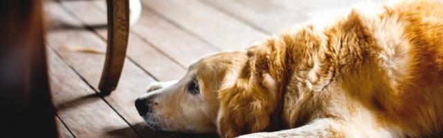 Pet znakova da je vaš pas depresivan