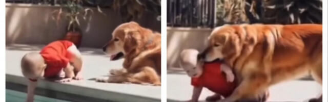 BEBA JE DOŠLA DO IVICE BAZENA I MAJKA SE SLEDILA OD PRIZORA: A onda se pojavio pas koji je uradio nešto zbog čega su svi zanemeli! (VIDEO)