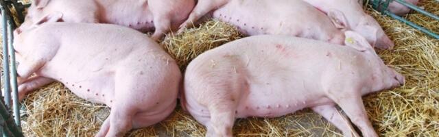 Tri žarišta afričke kuge svinja u Srbiji