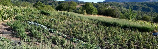 Policija u Poljanici zaplenila 450 kilograma marihuane: Pronađeni plantaža i laboratorija FOTO