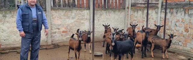 Od dve koze do ozbiljnog posla: Porodica Jovanov iz Zrenjanina živi od kozarstva